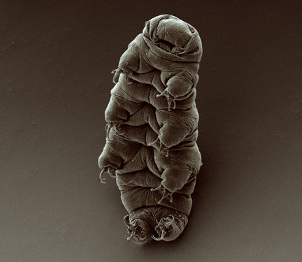 Adorable, right? You too can learn about and search for tardigrades at the Mamakating Environmental Education Center in an upcoming program. Public domain photo, CC BY-SA 2.0 creativecommons.org/licenses/by-sa/2.0.