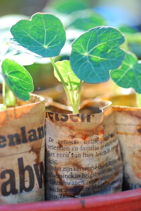 Old newspapers can be rolled into seed-starting pots. Photo licensed under CC0.
