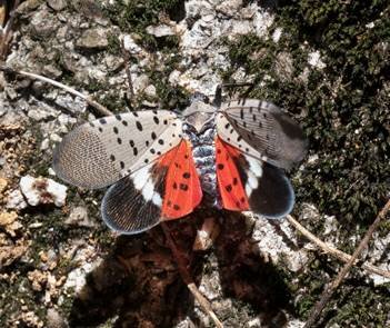 The spotted lanternfly