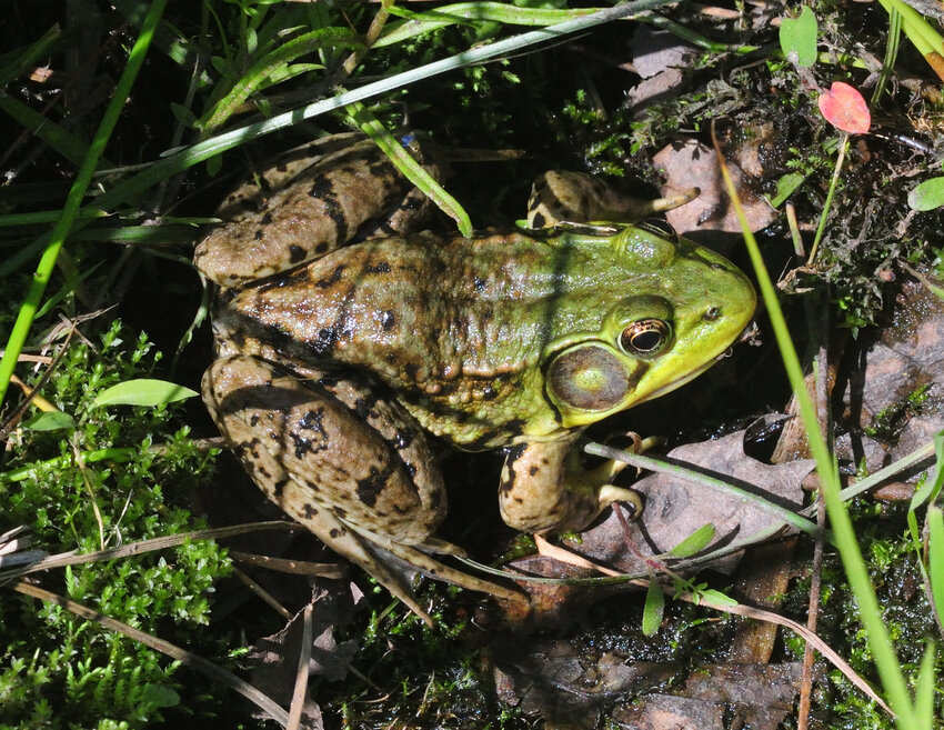Green frogs are likely to be the most abundant species you will find in a lake or pond. Their call can be heard from late spring well into the summer. This species will hibernate either on the ground or in the water. When hibernating in the water, green frogs absorb dissolved oxygen through their skin; because the frog is mostly inactive, its oxygen needs are very low. Sometimes, green frogs are observed moving around in the water over winter during brief periods of activity...