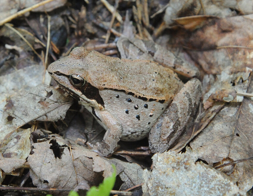 Except when they breed in vernal ponds during early spring, wood frogs are typically found in forest habitats away from water. They hibernate by burying themselves in the ground under leaf litter. They will seemingly freeze, but in mid-March, they emerge from hibernation to be the first frog species seen and heard with the arrival of spring as they race to reproduce. The young have enough time to grow to adulthood before the vernal ponds they favor dry out in the summer heat.......