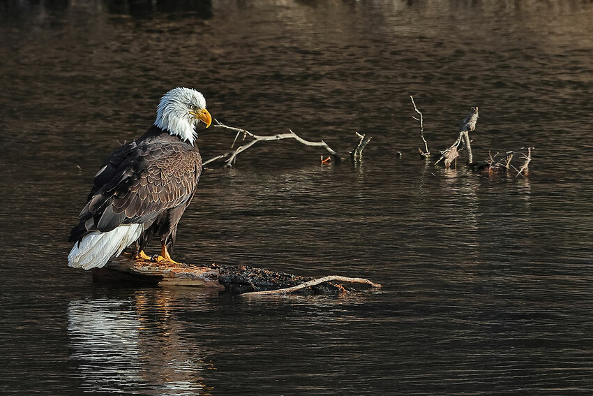 The UDC is struggling with how to protect the river in the 21st century with a 1980s budget. Pictured: A bald eagle in the Upper Delaware.
