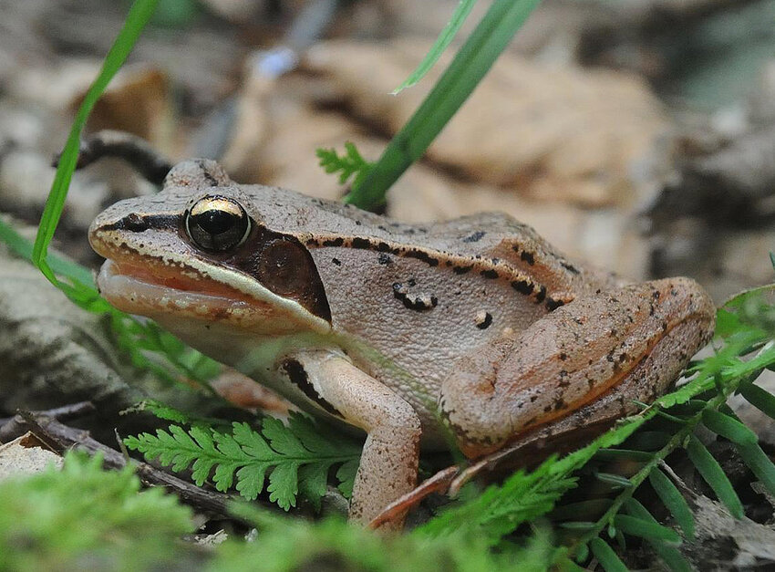 After breeding, wood frogs leave the pond or wetland and head for their summer habitats, which are usually shaded forests. They may live a considerable distance from any waterway. ..Wood frogs seen during the summer are usually lighter in color than when they are breeding, and their color pattern can make them hard to see on the ground at times. After breeding, the males are silent; you may hear an occasional call once in a while...