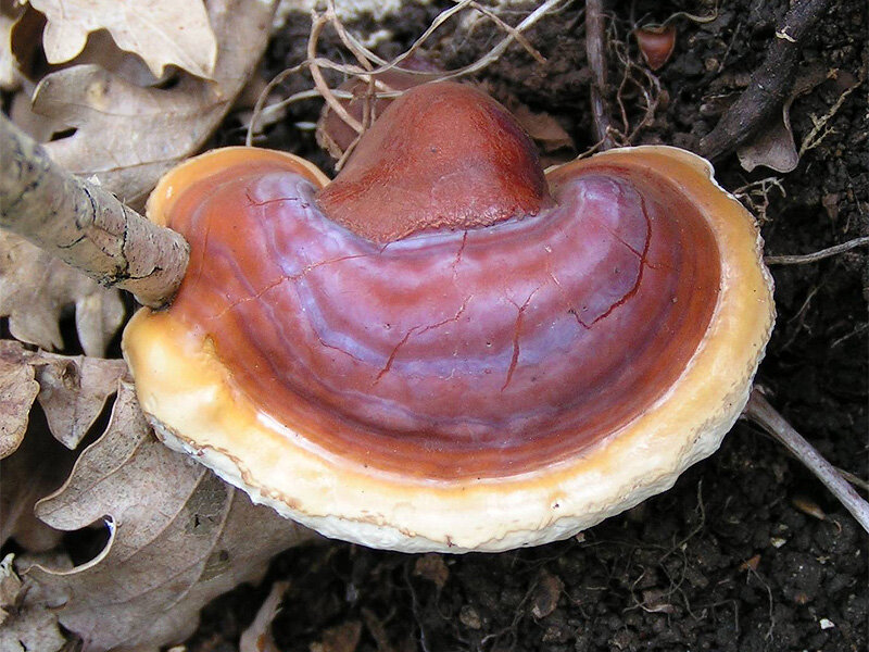 Reishi mushroom. Link to file:  http://creativecommons.org/licenses/by-sa/3.0/