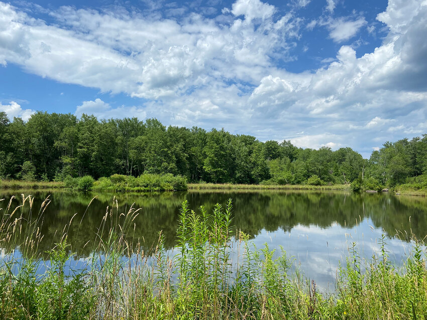 The pond at the Delaware Highlands Conservancy's Van Scott Nature Reserve