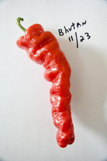 A Bhutan chili pepper grown in Pennsylvania in 2023