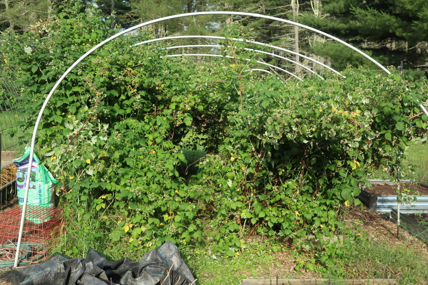 When I first moved here, I scoured the countryside for patches of wild raspberries. Now I have a "wild " aspberry patch in my garden. They have outgrown the structure we created to hold netting to keep birds out and we share the abundance with the birds. (And the bees!)