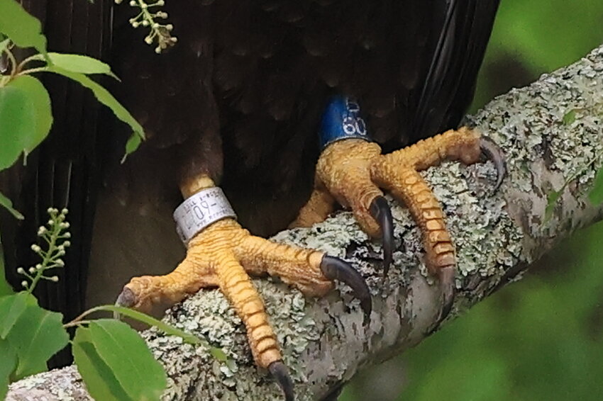 After 155 more photos, I was finally able to get the photo I was after! (To be clear, there was a groundhog and a hen turkey watching me so I didn’t take that many more photos of the eagle...The silver band is a U.S. Fish and Wildlife Service identifier and the blue band is from New York State...