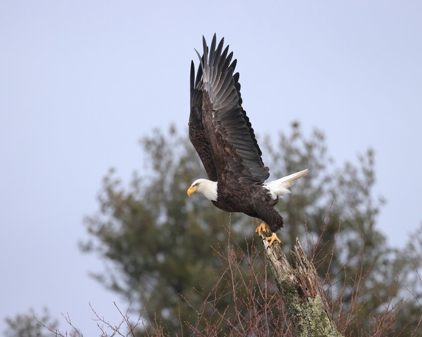 This majestic scene shows the eagle pushing itself up with its powerful legs and reaching its huge wings high in the air to gain all the lift possible to launch itself into flight...