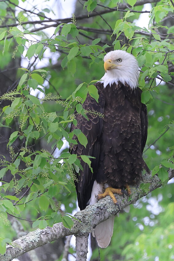 This adult eagle was perched very close to the road and was intensely watching the water directly below and in front of the beaver dam. I could see the band and waited quite a long while for the bird to change position so I could get a good ID photo.....