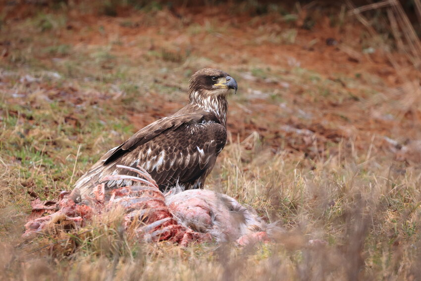 The eagles work hard to catch their prey most of the time, but they are not above taking advantage of an easy meal. This one-and-a-half-year-old juvenile found what was left of a deceased whitetail doe and was joined by other eagles as well for about a week or so. Eventually the carcass was picked clean with the help of the local vultures...