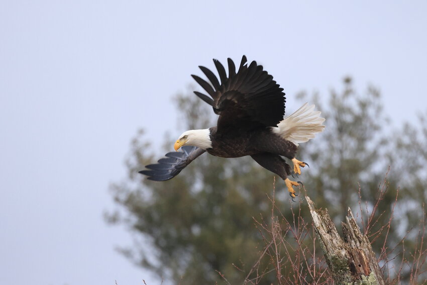 Free of the bonds of gravity, the eagle takes flight with its six- to seven-and-a-half-foot wingspan. It is now free to relax its talons from their grip on the old tree top.