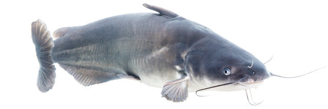 Blue catfish