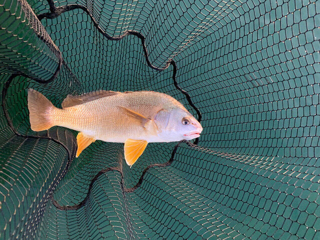 Freshwater drum