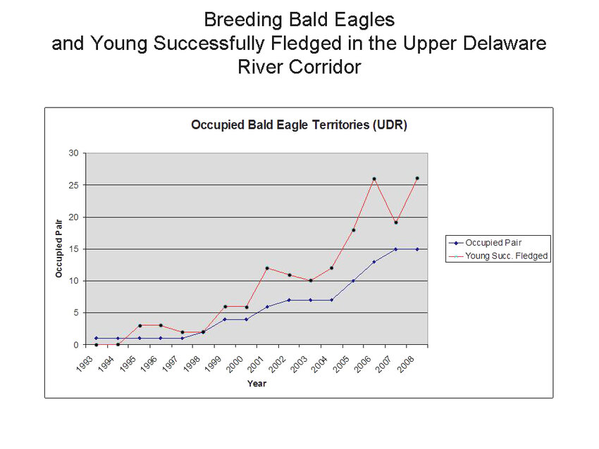 This is a graph, starting when breeding eagles were first observed during 1993, which shows the first 15 years of breeding eagle pairs in the upper Delaware corridor and the offspring that successfully fledged.  Young produced varied from year to year to factors such as clutch size and young mortality.