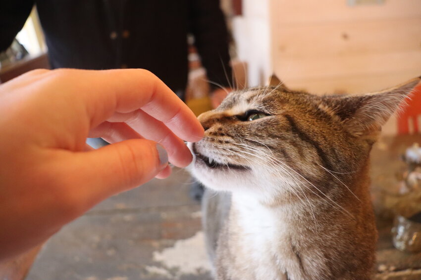 Jojo, one of the home's two cats, makes your photographer's acquaintance.