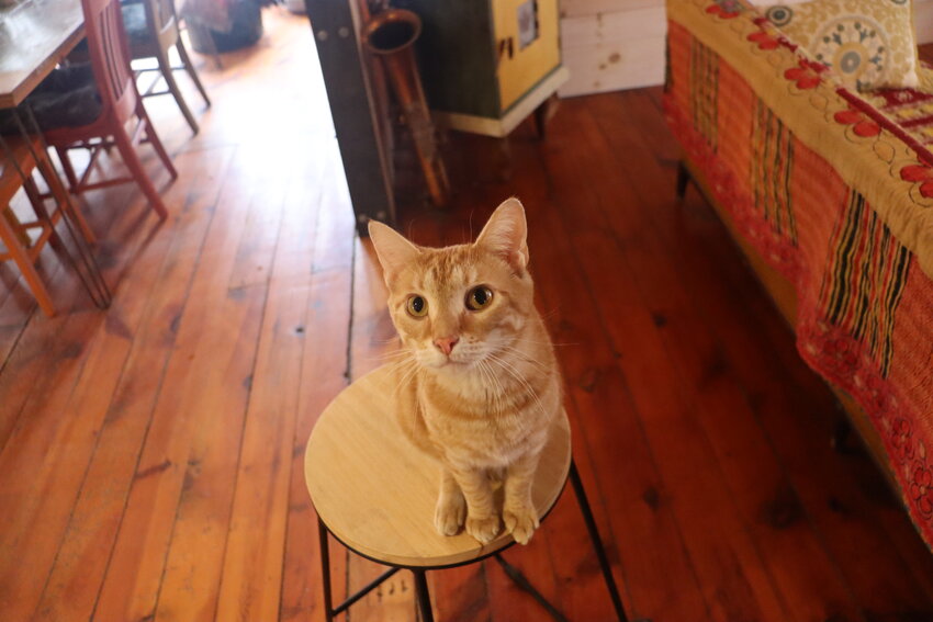 Moxie, the second of the house's two cats, poses for a portrait.