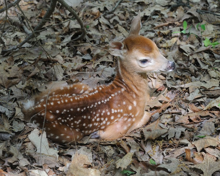 This fawn was found near a house and very close to a road in Shohola, PA during the last week of May. The doe gave birth to the fawn very recently, and the fawn did not have the strength to walk yet. This wasn&rsquo;t the best choice of resting spots, as the fawn was obvious to passing motorists. This fawn was eventually walking and found with its mother a few hours later.
