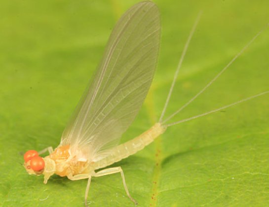 The little sulphur mayfly, male dun.