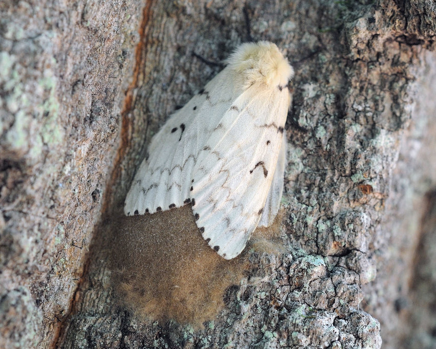 This female adult spongy moth is in the process of laying its eggs during July of last year. Spongy moth egg masses may contain up to 400 to 600 eggs embedded in a fibrous matrix that appears and feels &ldquo;spongy,&rdquo; which is likely the source of the new name. The off-white female does not fly as an adult; she waits for one of the many flying light-brown-colored male adults to mate with her. She then lays her eggs and dies soon after..........................