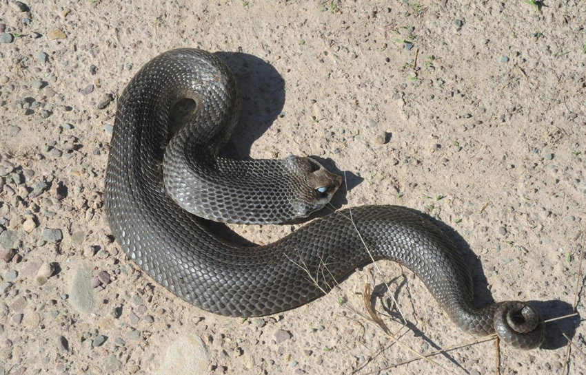 The eastern hog-nosed snake is less often confused for its color or pattern; hog-nosed snakes have squarish blotches that can fade as a snake ages. Many individuals, such as this one, are completely melanistic, showing no pattern at all. This non-venomous species may be confused for more dangerous species of snakes due to its acting ability. When confronted, this snake may spread and flatten to present a cobra-like appearance. If that doesn&rsquo;t work, it may hiss or play dead by rolling on its back. Hog-nosed snakes are listed as a species of special concern in PA.....
