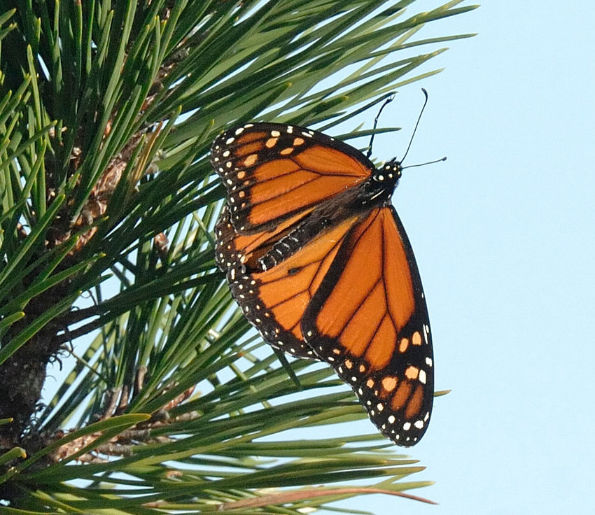 The monarch is in a somewhat unusual spot&mdash;it is perched on the needles of a pitch pine, instead of on a flower or milkweed. It may be taking a rest during its migration. This is a male monarch; it has thinner veins on its wings than females have. Also, the males have a small black spot on each hind wing, on the vein closest to the abdomen...