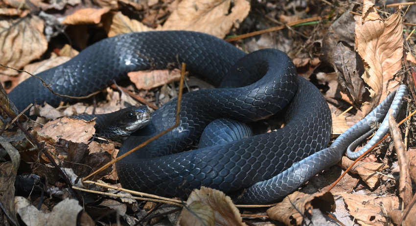 This black racer was seen in central PA a couple of days before this column went to press. The temperature was cold in the early morning here, and the snake was likely still cold, enabling me to get close enough for a photograph. This individual was in rattlesnake habitat; racers will prey on smaller rattlesnakes, but might share the same den with rattlesnakes over winter without any conflict...