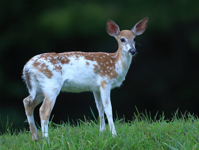 A leucistic fawn, commonly referred to as a &ldquo;piebald&rdquo; whitetail deer, was seen recently in the Narrowsburg, NY area.