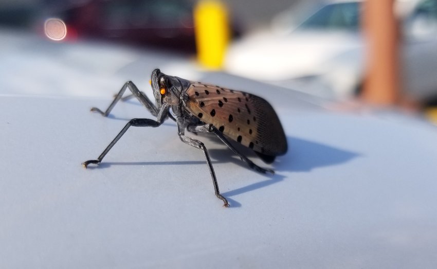 Spotted lanternfly spotted on our car, parked in Scranton.