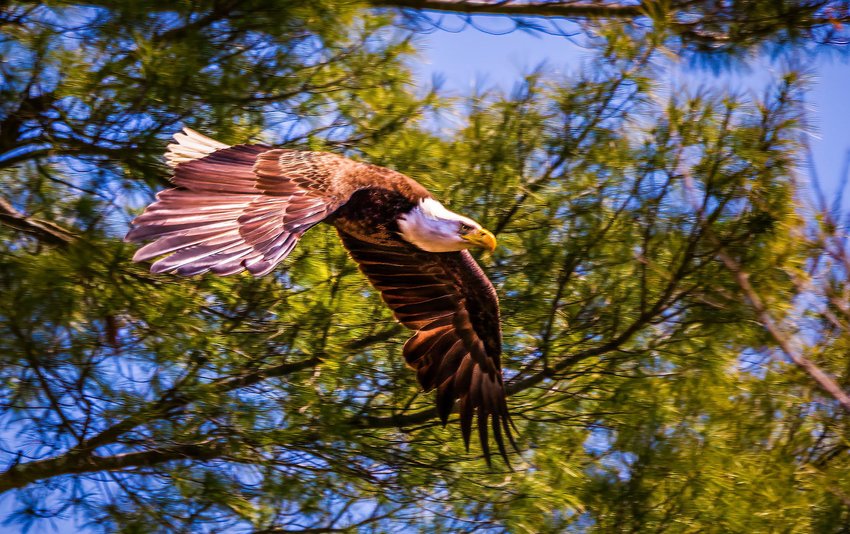 A bald eagle flies above  the Evergreen Nature Preserve in Stroud Township., PA.