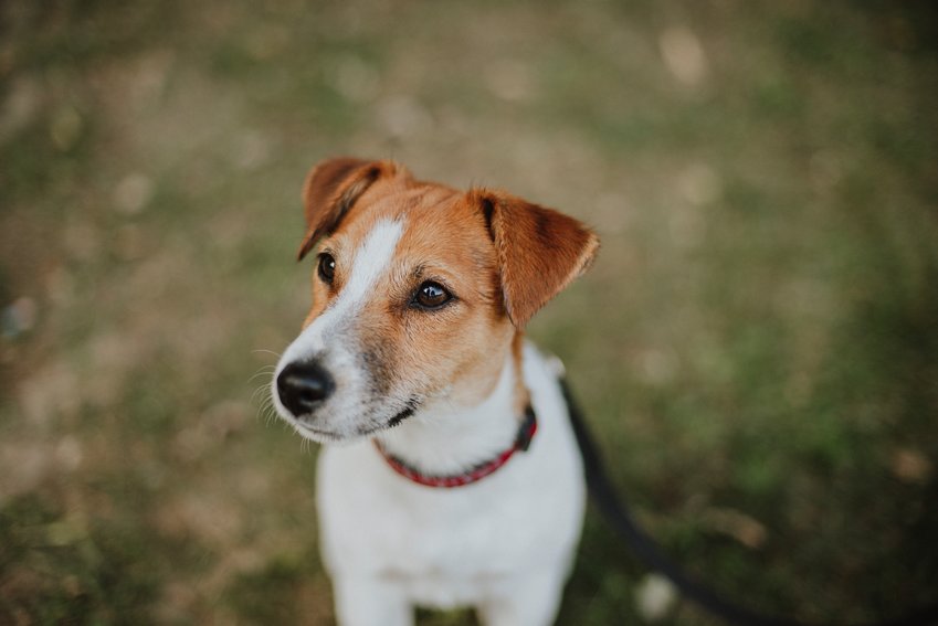 Jack Russell terriers are bouncy and mischievous, smart and will bark a lot.