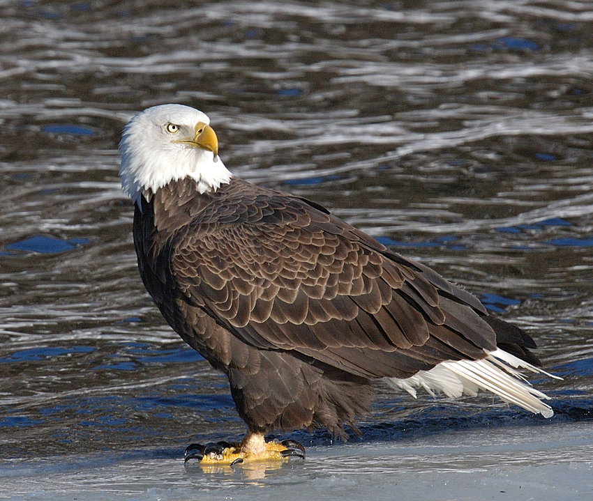 This bald eagle is on an ice shelf along the Delaware River. For a good spot to see eagles, look for open water, where the birds can forage for their favorite food&mdash;fish. The Mongaup reservoir system is also a good place to spot eagles. You might get lucky and see a wintering golden eagle fly over some of these areas. Mature golden eagles are frequently confused with immature bald eagles&mdash;they are both brown. Look for the iridescent copper-colored plumage on the head of the golden eagle.
