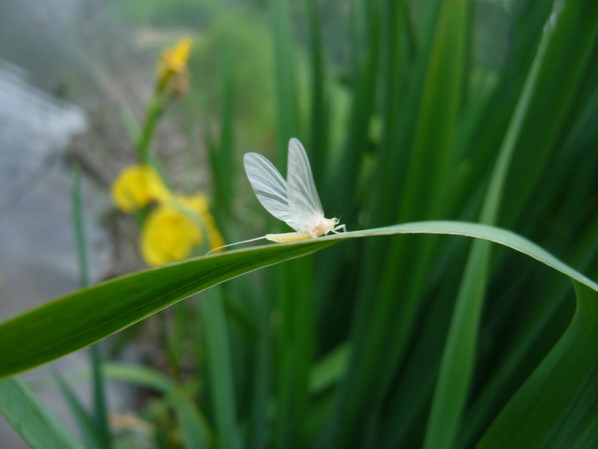 A sulphur mayfly, a species in decline along the upper East Branch of the Delaware River.