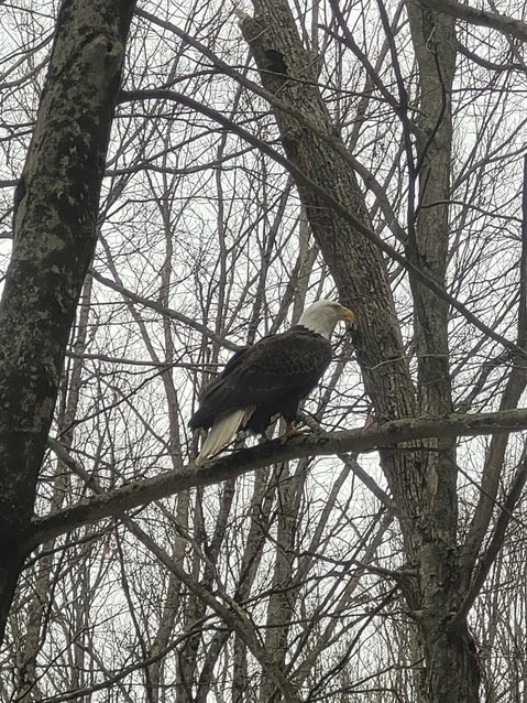 A leery eagle gave me this shot as he waited to return to his roadside buffet.