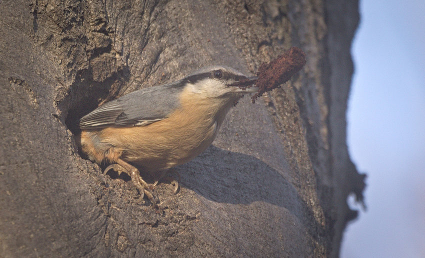 Spring cleaning isn&rsquo;t just for humans. Here, a Eurasian nuthatch removes debris from a nesting hole in preparation for nesting season.