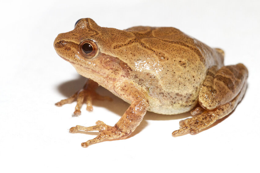 Learn about spring peepers&mdash;the tiny tree frogs with the big voices&mdash;at PEEC. Photo link at creativecommons.org/licenses/by/2.0.