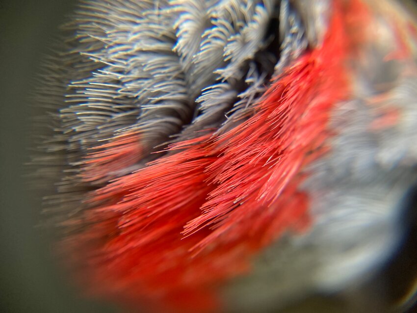 A macro view of the red-and-gray feathering at the nape of the Northern flicker&rsquo;s head...