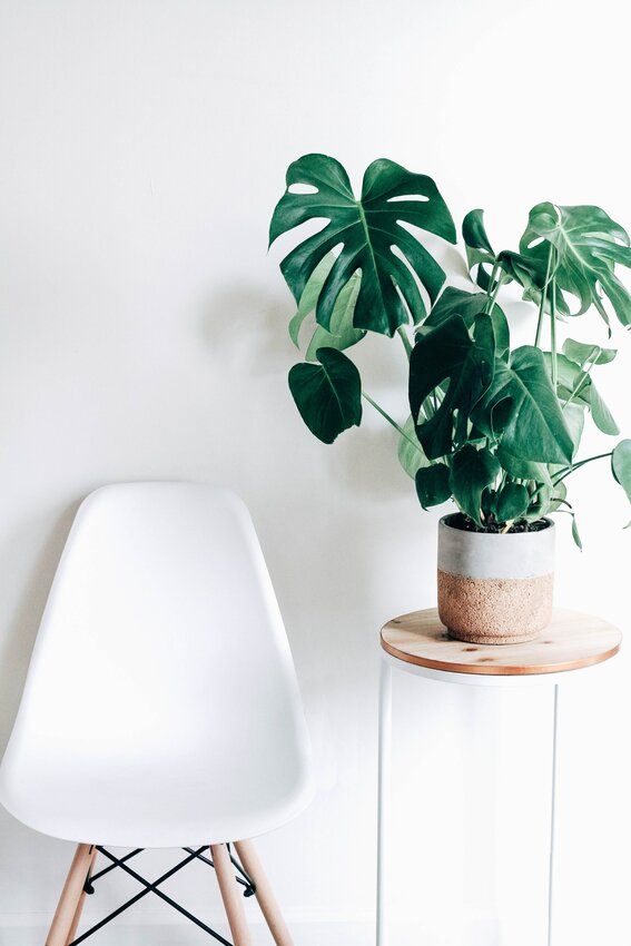 Monstera plants are plant-parent favorites for their easy maintenance. ..