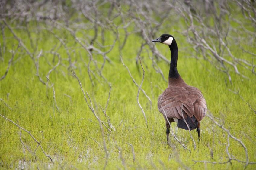 The Candian Goose population has significantly decreased after a successful roundup in White Lake, New York.