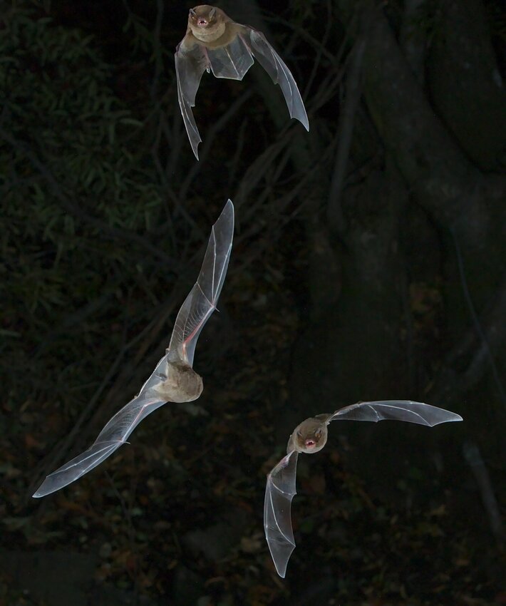 Bats in flight, looking for insects to feed on. We had difficulty finding a photo of an indigenous bat, so we used this one. ..File link: creativecommons.org/licenses/by/2.0...