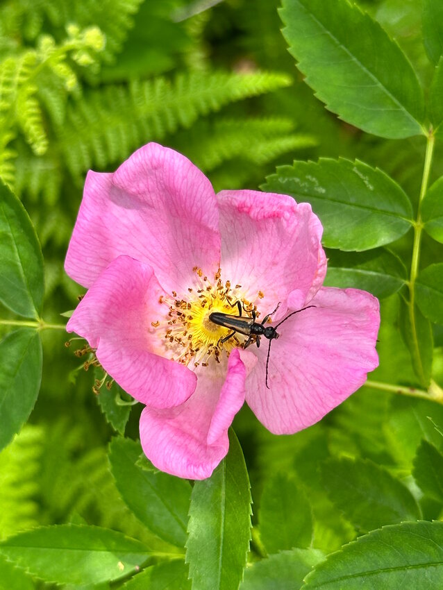 A beetle finds repose on the pink petals of a wild rose blooming in Shohola, PA.