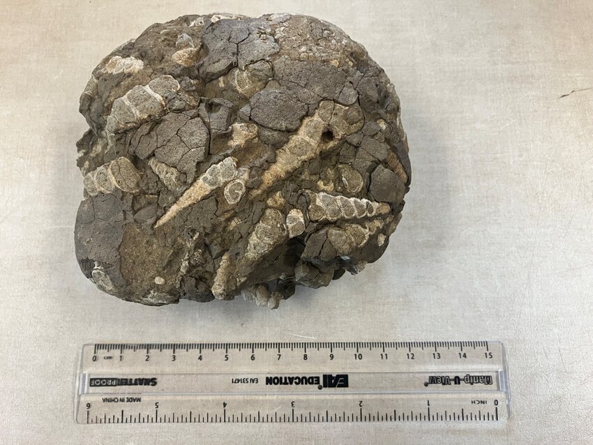 This fossil was found at the mouth of the Ten Mile River where it meets the Upper Delaware River.