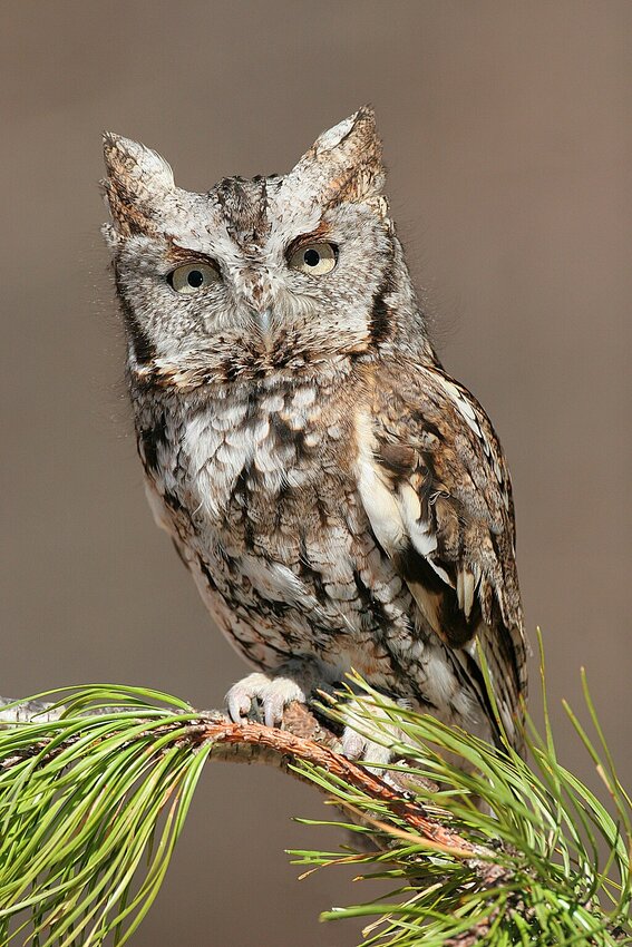 The Eastern screech owl. Link to file: creativecommons.org/licenses/by-sa/3.0/