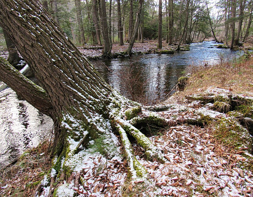 A tree sprinkled with snow leans over the Exceptional Value Sawkill Creek.