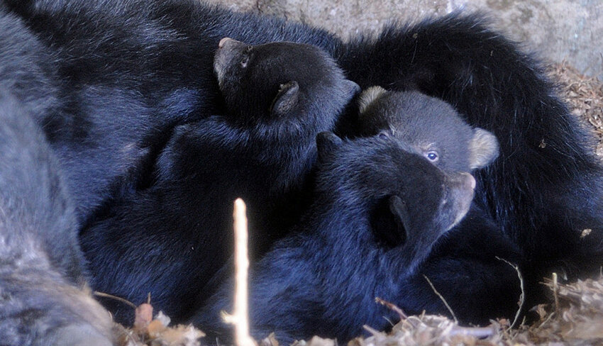 This is an image taken during a PA Game Commission cub survey of selected den sites in PA; two of the four cubs in this litter are visible. The mother is behind, with her head on the left side of the frame. She was anesthetized, which allowed the biologists and myself to safely document and process the mother and cubs for growth and general health. The cubs spend a large part of their time in the den nursing. You can hear them on the wav file attached to this story.