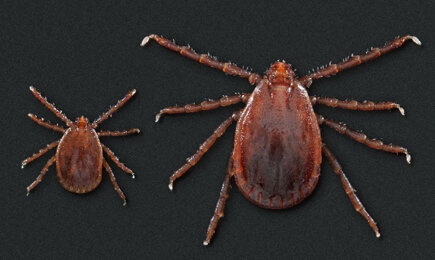 Tickside up: a female Asian longhorned tick, right, and a nymph, viewed from above.