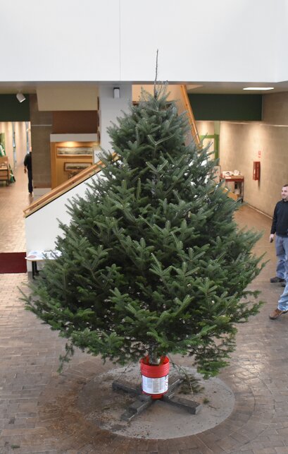 A tree at the Sullivan County Government Center is ready for recycling.