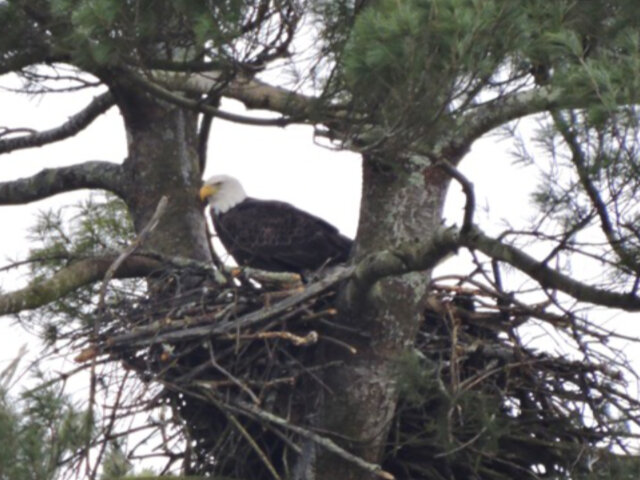 Remember your eagle etiquette this winter.