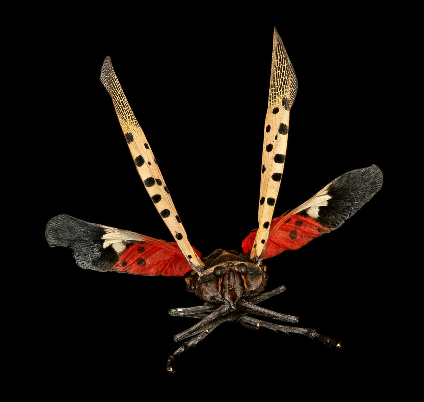 What a face, and what a pest: the spotted lanternfly