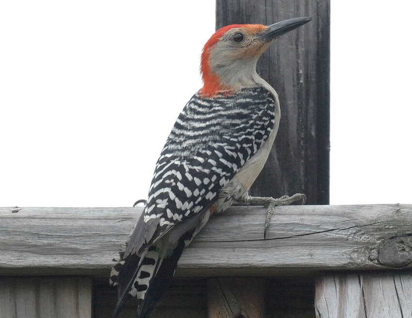 Red-bellied woodpeckers are year-round residents of the region and are usually seen pecking on trees, especially dead trees, as they search for grubs or other insects. This species is bigger than the commonly seen downy woodpecker, but smaller than a pileated woodpecker. This is a male given that it has a larger red patch on its head...